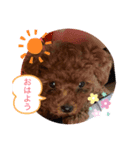 トイプーのこじ＆ウサギのもこ②（個別スタンプ：4）
