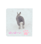 トイプーのこじ＆ウサギのもこ②（個別スタンプ：6）