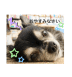 タムとの暮らし2（個別スタンプ：3）