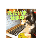タムとの暮らし2（個別スタンプ：4）