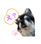 タムとの暮らし2（個別スタンプ：7）