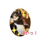 タムとの暮らし2（個別スタンプ：9）