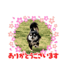 タムとの暮らし2（個別スタンプ：11）