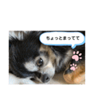 タムとの暮らし2（個別スタンプ：16）