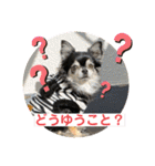 タムとの暮らし2（個別スタンプ：19）