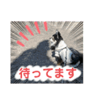 タムとの暮らし2（個別スタンプ：21）