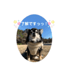 タムとの暮らし2（個別スタンプ：27）