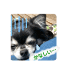 タムとの暮らし2（個別スタンプ：29）
