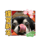 タムとの暮らし2（個別スタンプ：32）