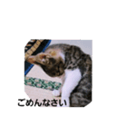 素直な（個別スタンプ：5）