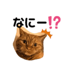 茶トラ猫カンテ②（個別スタンプ：1）