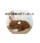 茶トラ猫カンテ②（個別スタンプ：4）