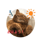茶トラ猫カンテ②（個別スタンプ：5）
