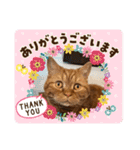 茶トラ猫カンテ②（個別スタンプ：6）