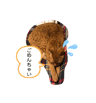 茶トラ猫カンテ②（個別スタンプ：7）
