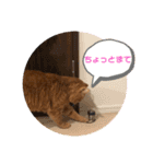 茶トラ猫カンテ②（個別スタンプ：9）