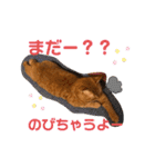 茶トラ猫カンテ②（個別スタンプ：13）