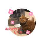 茶トラ猫カンテ②（個別スタンプ：14）