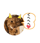 茶トラ猫カンテ②（個別スタンプ：16）