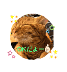 茶トラ猫カンテ②（個別スタンプ：17）