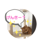 茶トラ猫カンテ②（個別スタンプ：19）