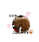 茶トラ猫カンテ②（個別スタンプ：20）