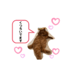 茶トラ猫カンテ②（個別スタンプ：21）