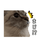そるたんスタンプ（個別スタンプ：16）