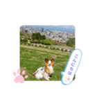 ぱぴぱぴパピヨン24（個別スタンプ：3）