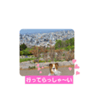 ぱぴぱぴパピヨン24（個別スタンプ：4）