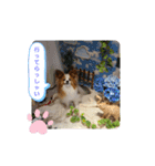 ぱぴぱぴパピヨン24（個別スタンプ：5）
