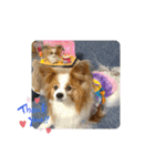 ぱぴぱぴパピヨン24（個別スタンプ：9）