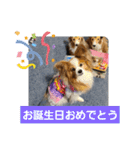 ぱぴぱぴパピヨン24（個別スタンプ：11）