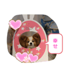 ぱぴぱぴパピヨン24（個別スタンプ：14）