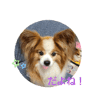 ぱぴぱぴパピヨン24（個別スタンプ：17）