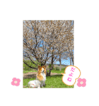 ぱぴぱぴパピヨン24（個別スタンプ：18）