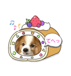 ぱぴぱぴパピヨン24（個別スタンプ：19）