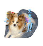 ぱぴぱぴパピヨン24（個別スタンプ：23）