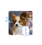 ぱぴぱぴパピヨン24（個別スタンプ：24）