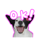 ファンタ犬（個別スタンプ：2）