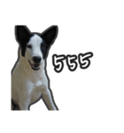 ファンタ犬（個別スタンプ：4）