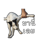 ファンタ犬（個別スタンプ：8）