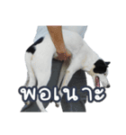 ファンタ犬（個別スタンプ：9）