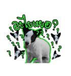 ファンタ犬（個別スタンプ：11）