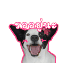 ファンタ犬（個別スタンプ：12）