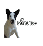 ファンタ犬（個別スタンプ：15）