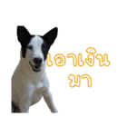ファンタ犬（個別スタンプ：16）
