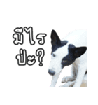ファンタ犬（個別スタンプ：20）