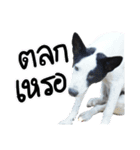 ファンタ犬（個別スタンプ：21）