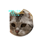 ねこアメショ（個別スタンプ：2）
